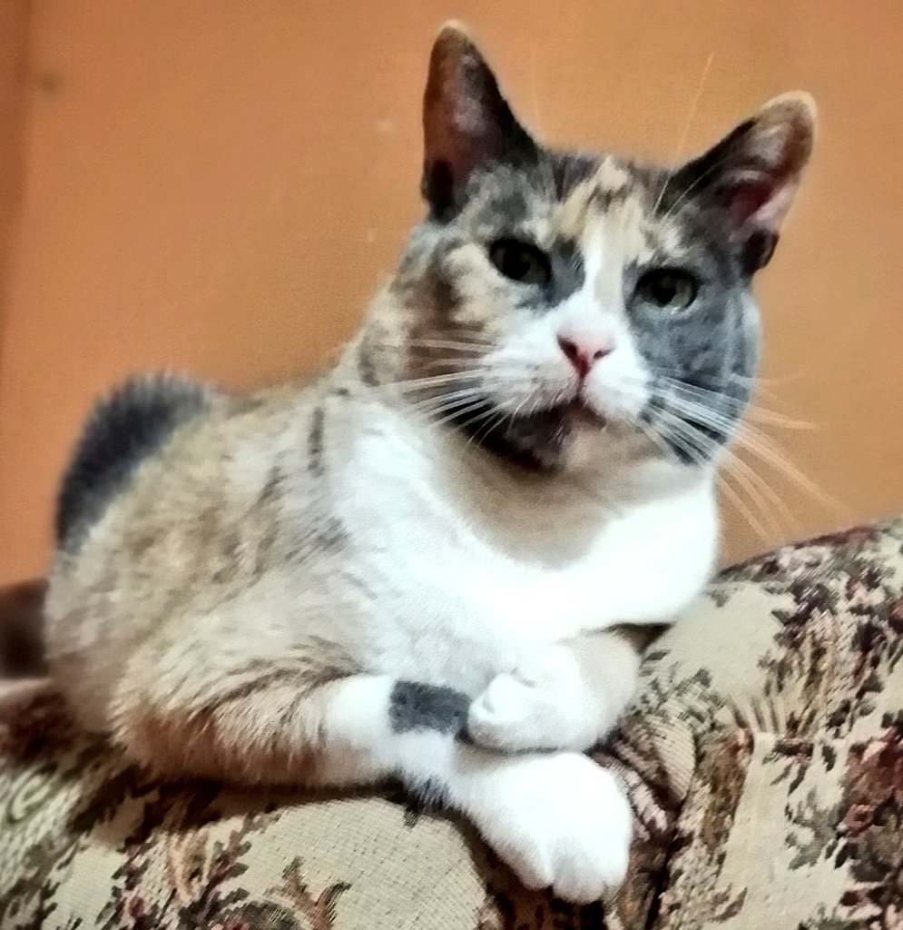 _elpuente09's tweet photo. Luna en #adoocion gatita tricolor #rescatada de #Duao en busca de un hogar que la cuide, esterilizada, desparasitada, vacunada, chipeada se entrega con su carnet #septimaregion #talca #gatos #AdoptaNoCompres #salvaunavida RT https://t.co/gpK6zhLa8d