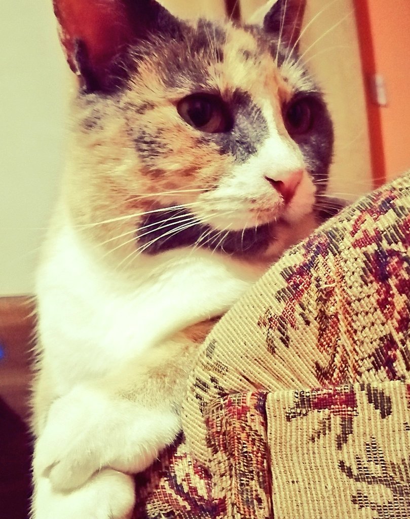 _elpuente09's tweet photo. Luna en #adoocion gatita tricolor #rescatada de #Duao en busca de un hogar que la cuide, esterilizada, desparasitada, vacunada, chipeada se entrega con su carnet #septimaregion #talca #gatos #AdoptaNoCompres #salvaunavida RT https://t.co/gpK6zhLa8d