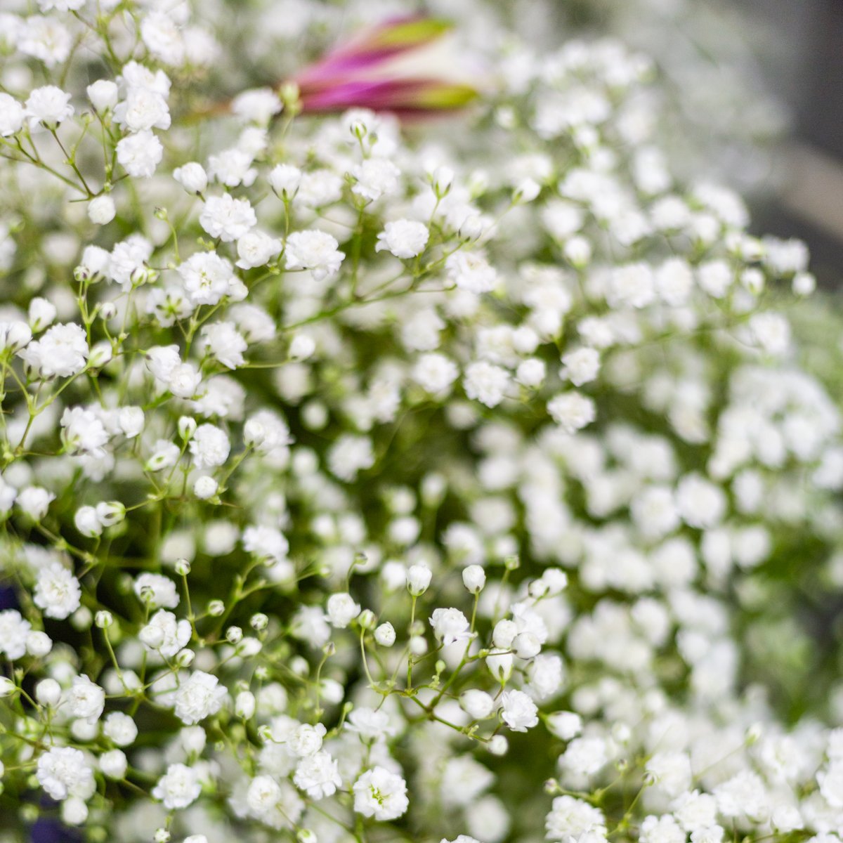 TreBellaEvents's tweet image. Small sprays of micro-florals like Baby's Breath add texture and a hint of neutral color to a larger, bolder bouquet. Do you prefer big, bold, and beautiful, or are you more of a delicate flower? Drop us a line below and let us know!