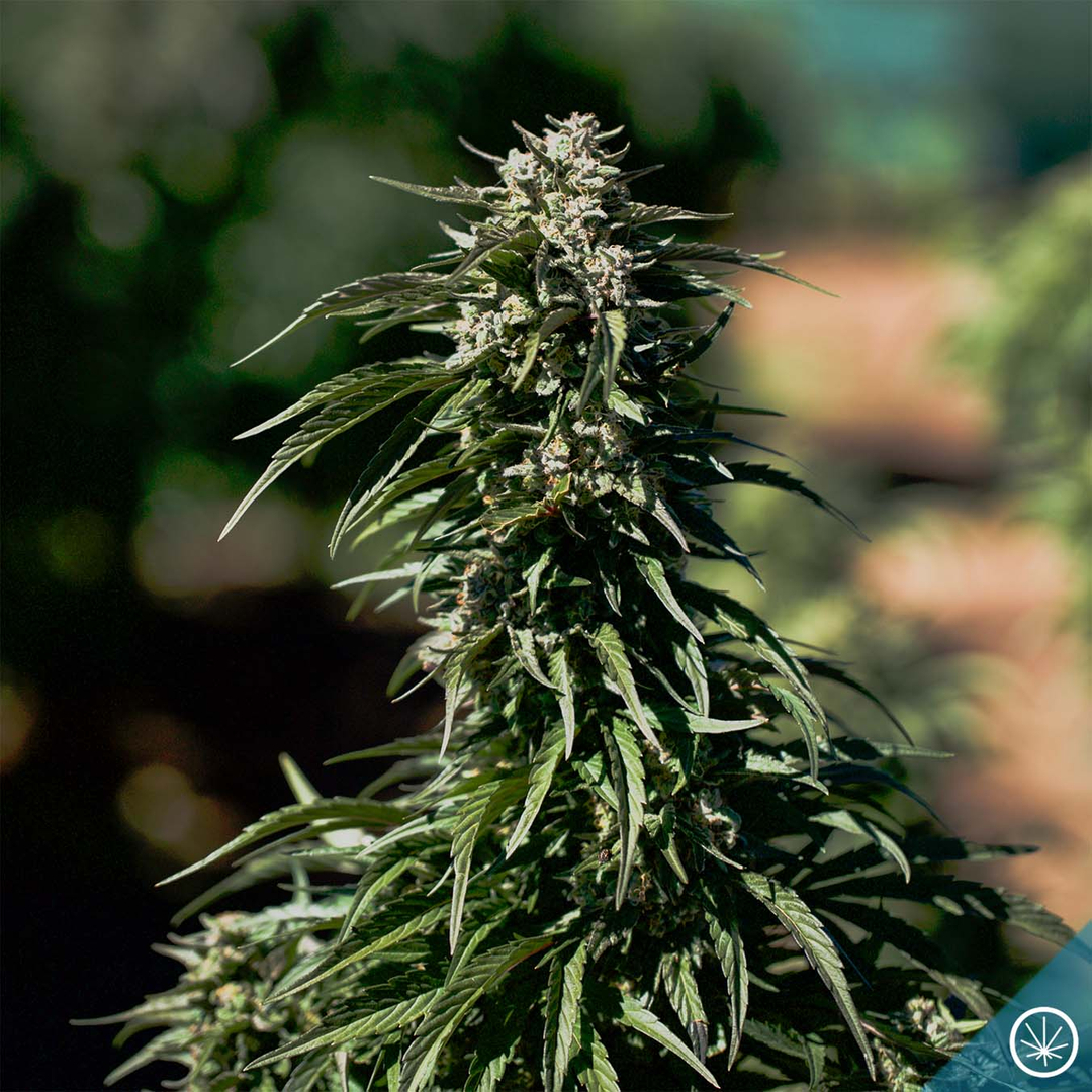 Pictured here is our brand new strain Gold of Sunshine, the cross is still a secret 😉 We are so excited to share this one with you!