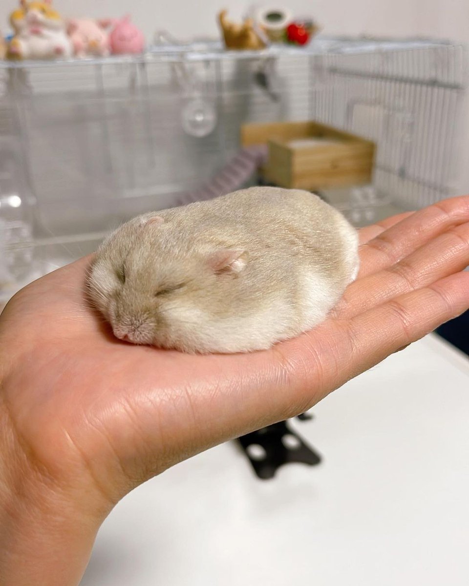 BichinhosFB's tweet photo. Tá tão calor que o Hamster derreteu https://t.co/n0fKwCtVeX