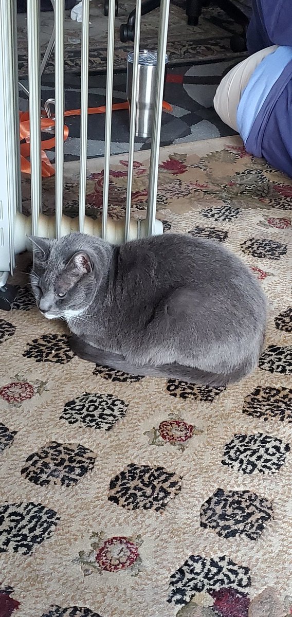 VNikamori's tweet photo. Daisy next to the heater...God, I wish she would be more careful. Happy December! #CatsofTwittter #cats https://t.co/qh3F9mDPzJ