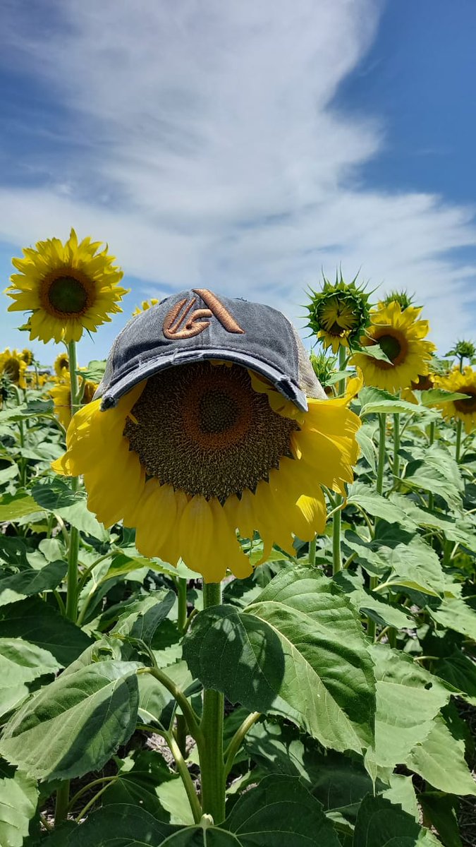 advantaseedsarg's tweet photo. #Girasol Terminando la semana de recorrida zona San justo y San Cristobal. 
🌻¿Vos ya te sumaste a la nueva era? 🌻 https://t.co/OgALxwOFsS