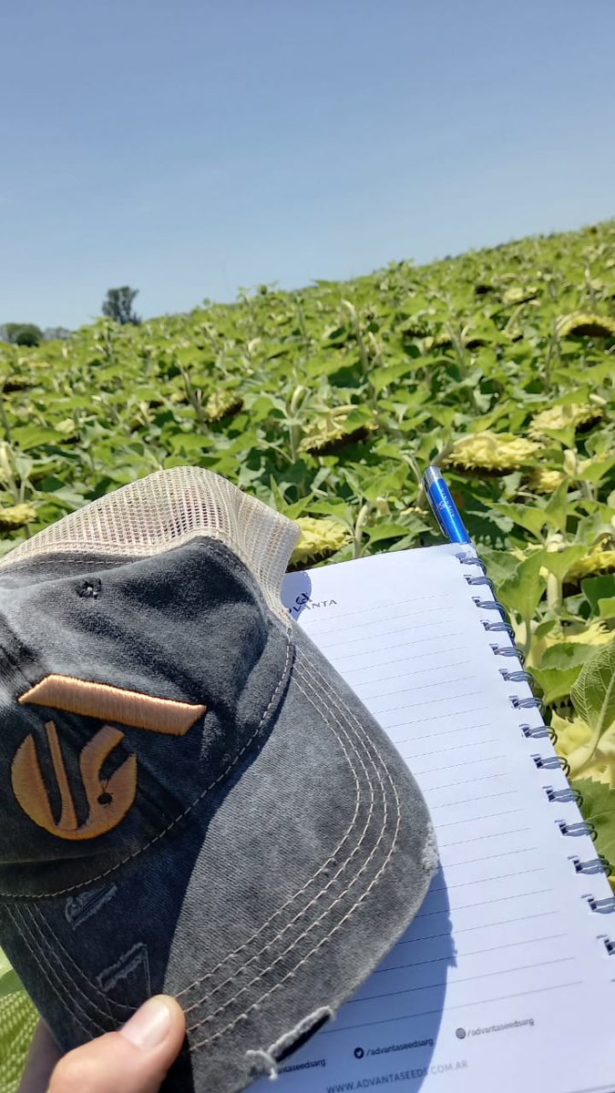 advantaseedsarg's tweet photo. #Girasol Terminando la semana de recorrida zona San justo y San Cristobal. 
🌻¿Vos ya te sumaste a la nueva era? 🌻 https://t.co/OgALxwOFsS