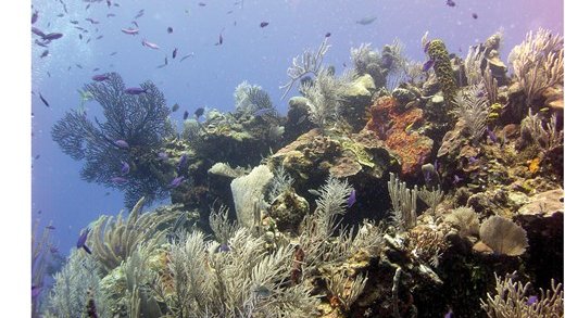 AIBSbiology's tweet photo. Coral reefs continue to experience extreme environmental pressure from climate change stressors, but many coral reefs are also exposed to eutrophication. #BioScience #biojournal #aibs https://t.co/mlM0toZiw6 https://t.co/PlnlYEfrxY