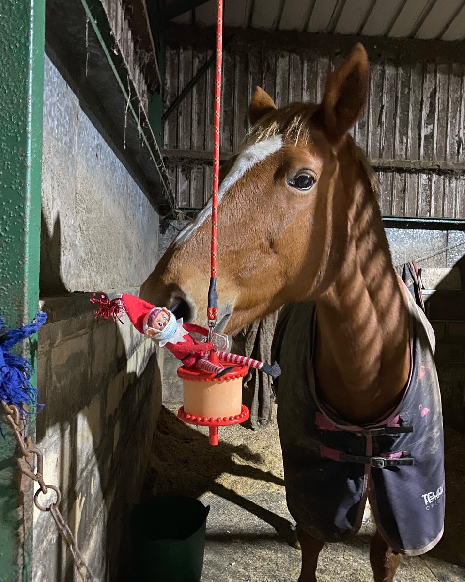 BakewellEquine's tweet photo. Bakewelf has been out and about today checking this horse’s post surgery dressing before a new one was applied.

He also found himself hanging about with Kizzy 🤪

#bakewelf #elfontheshelf #bakewellequine https://t.co/q88TlUDXAU