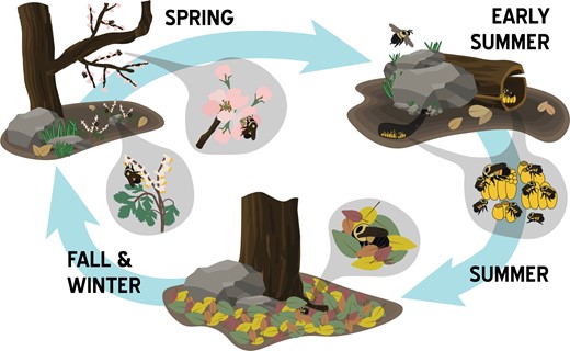 AIBSbiology's tweet photo. Declines of many bumble bee species have raised concerns. A growing body of evidence suggests that forests may play an important role in bumble bee life history. #BioScience #aibs #biojournal #bees https://t.co/NZ195P0n4f https://t.co/4VbkxOC6Zp