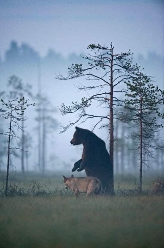 Ullyssas's tweet photo. Финский фотограф заснял необычную дружбу между волком и медведем.
«Я никогда не видел, чтобы медведь и волк так спокойно уживались друг с другом», — рассказывает фотограф Ласси Раутианен (Lassi Rautiainen). Мне удалось наблюдать серую волчицу и бурого медведя на протяжении ⬇️ https://t.co/y9K2GFP4Wk