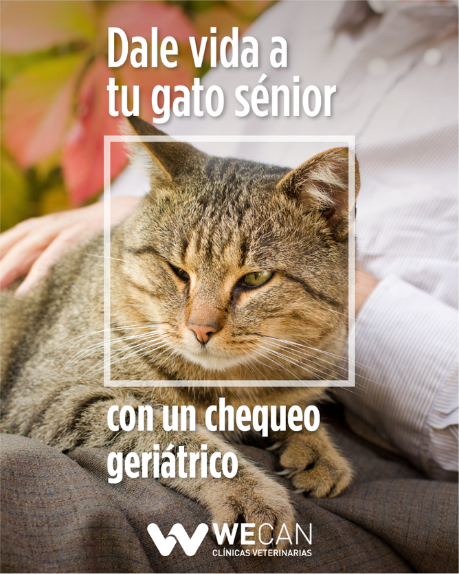 rivera_vet's tweet photo. “Aprovecha nuestra oferta hasta el 31 de enero para realizar un chequeo geriátrico a tu perro/gato” o “Benefíciate de un 20% de descuento en un chequeo geriátrico hasta el 31 de enero” https://t.co/cXH4wfaPSW