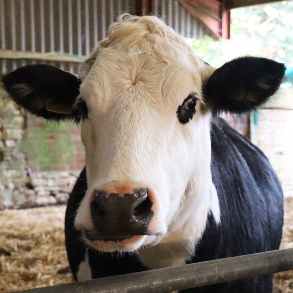 Farmily_buckets's tweet photo. Just because I’ll always love a photo of Daisy and her beautiful long lashes. 

#caenhillcc #daisythecow #cow #thoselashes #prettygirl #farm #farmanimals https://t.co/4oRyRSxbyN