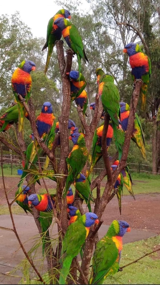 lisagshort's tweet photo. Aussie Christmas Tree!! https://t.co/AwozT2Pfcz