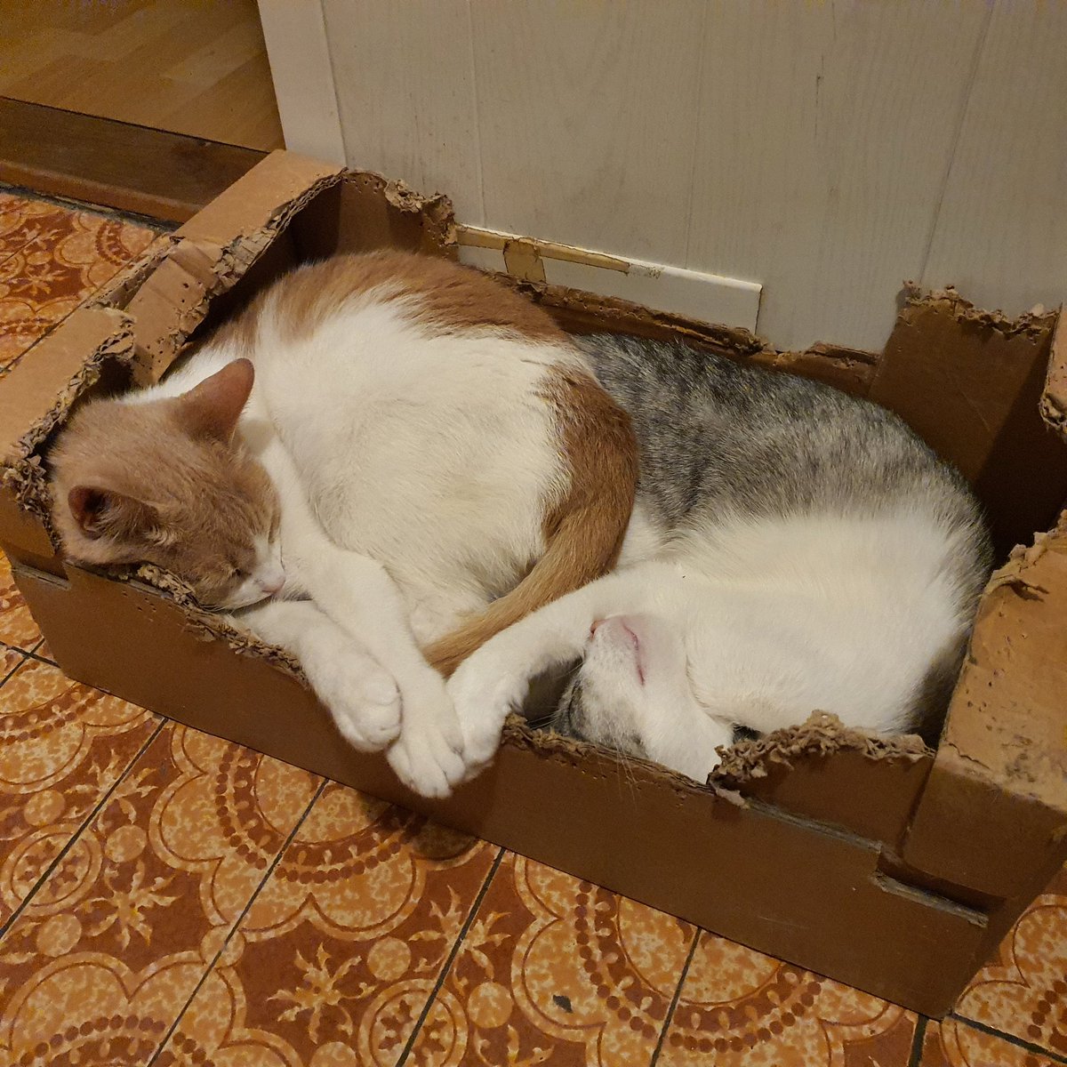 maglorfin's tweet photo. Tačke, smrčki, repi. 😻😸
#CatsOfTwitter #Jackythecat #Graythecat #catbrothers #catlifeishard #FridayVibes #weekendvibes https://t.co/XBNYe2rdoK