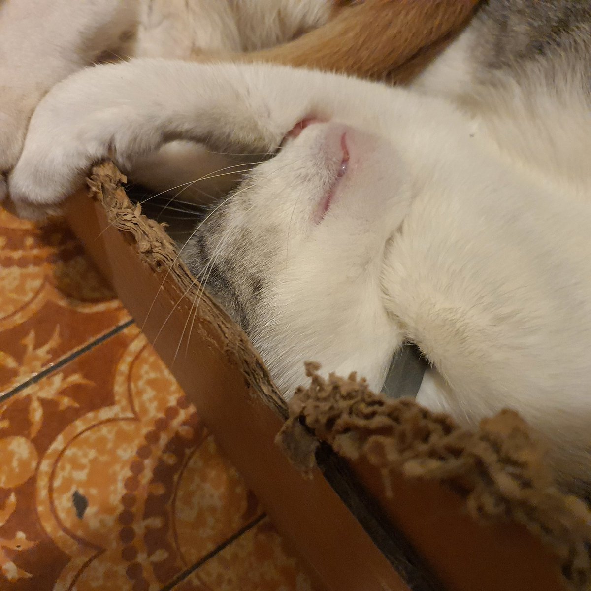 maglorfin's tweet photo. Tačke, smrčki, repi. 😻😸
#CatsOfTwitter #Jackythecat #Graythecat #catbrothers #catlifeishard #FridayVibes #weekendvibes https://t.co/XBNYe2rdoK