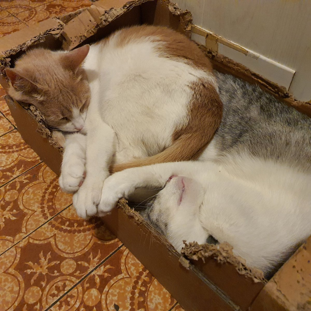 maglorfin's tweet photo. Tačke, smrčki, repi. 😻😸
#CatsOfTwitter #Jackythecat #Graythecat #catbrothers #catlifeishard #FridayVibes #weekendvibes https://t.co/XBNYe2rdoK