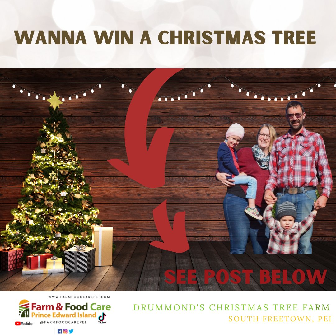 farmfoodcarepei's tweet photo. Retweet for a chance to win a CHRISTMAS TREE......
Do you know how long it takes to grow a Christmas Tree? 5 or 8 or 12-14 years......#christmastreefarming #localpei Learn more about @alelbriafarm https://t.co/XbXaZdMCh3 https://t.co/h4fyBx7zTz