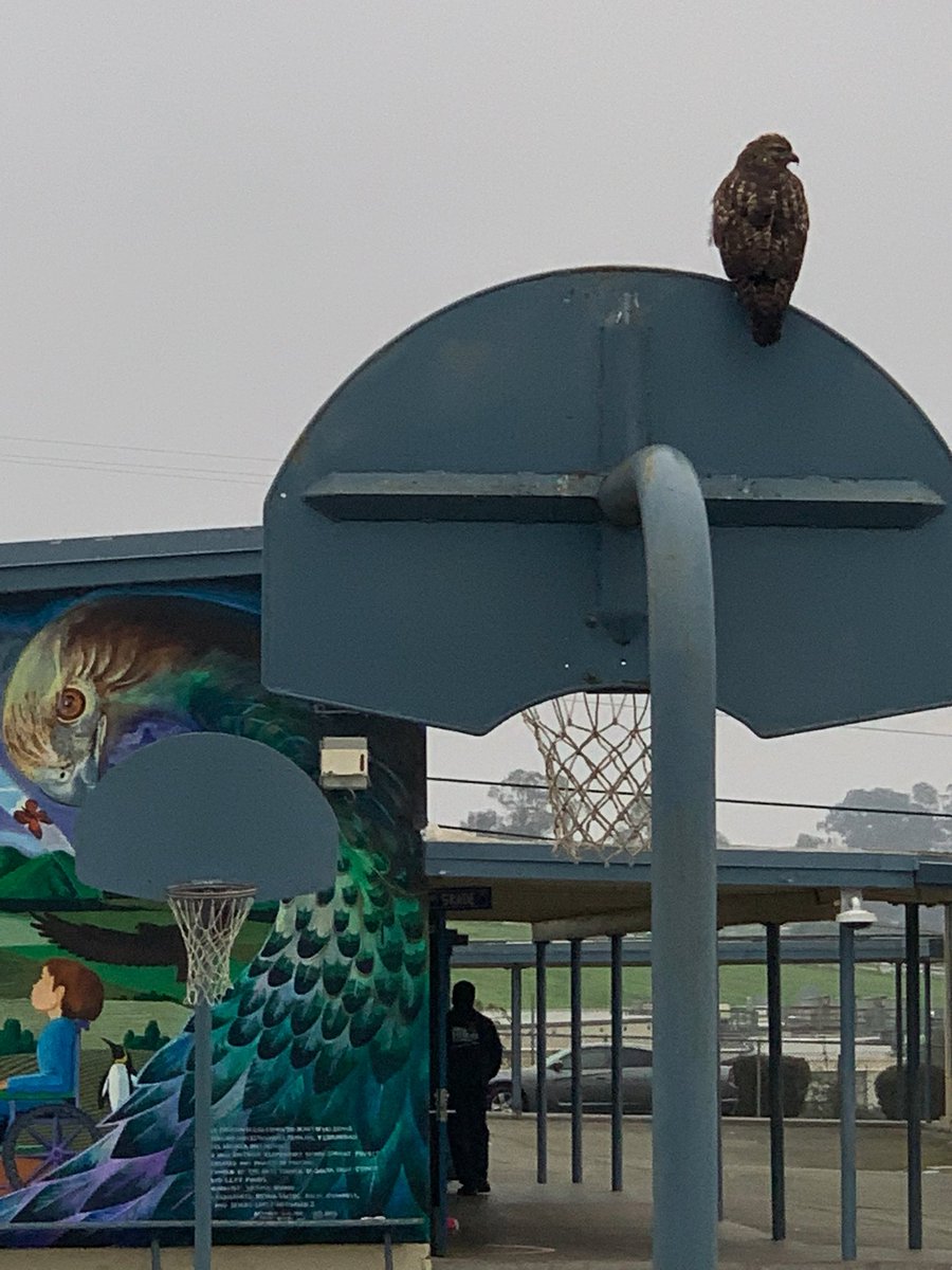 Another set of eyes supervising AM recess. Way to be #hawksome!