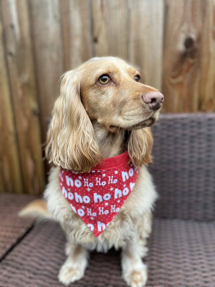 sophie_writer1's tweet photo. Ruby’s ready for Christmas in this festive bandana from @JoeBandito2005 😍 https://t.co/reCPyJuEJx