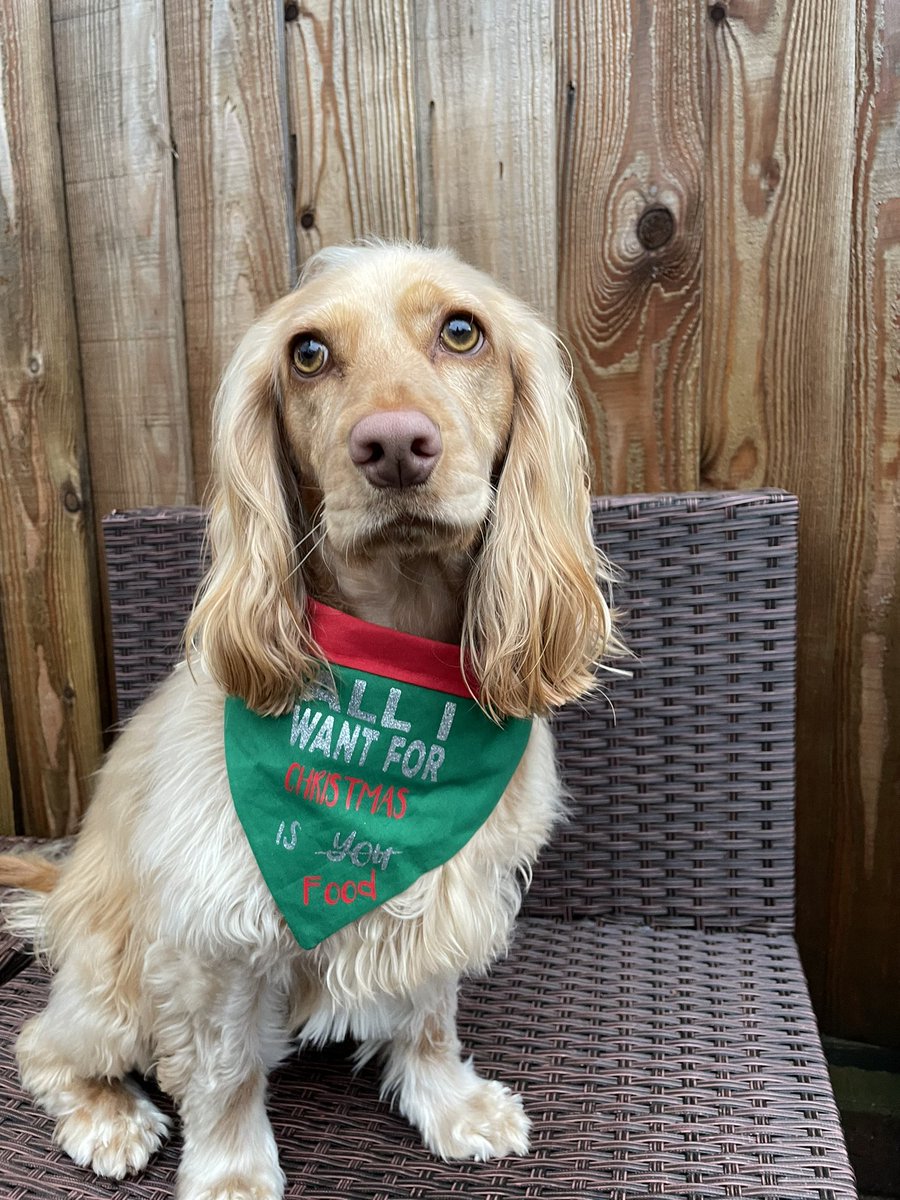 sophie_writer1's tweet photo. Ruby’s ready for Christmas in this festive bandana from @JoeBandito2005 😍 https://t.co/reCPyJuEJx