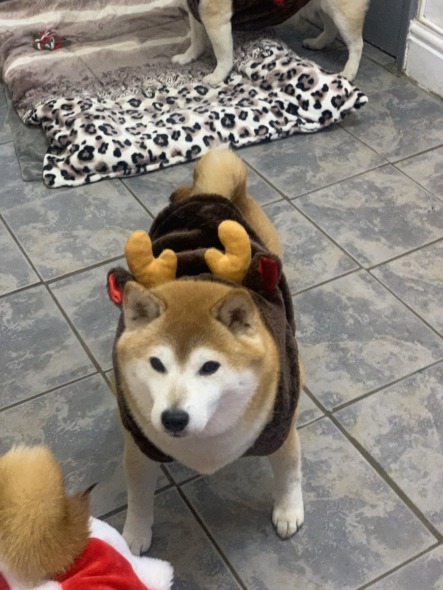 Almolka's tweet photo. Santas little helpers will be at @MerPolStHelens on 10th  Dec from 5.00 pm Tom Cunningham from CID has the details.14th Dec AM we will be at Smithdown lane @Gavlar7007 and PM we will be at new HQ Rosehill, if you want to book next year contact Tina cook we’re getting busy x https://t.co/aP6OX09RI5