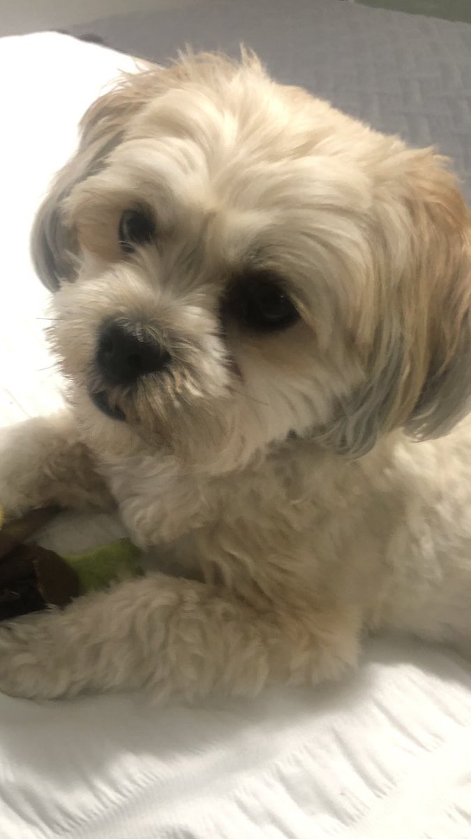 vonny_hull's tweet photo. @GaryBarlow I got an early Christmas surprise present from my little pooch today a ticket to see you at Leeds , my Dave has a good taste in music 😃😃he did so well I think him and Hugo would be friends what do you think ? 🤶🎄xx https://t.co/3D2iYPjbx9