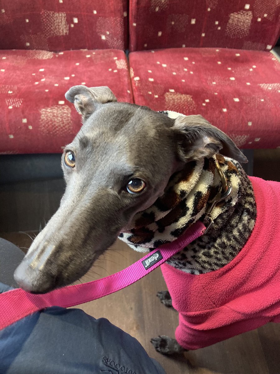 LianneyAndAlba's tweet photo. @on_lothianbuses Alba loves the bus๐ด๓ ง๓ ข๓ ณ๓ ฃ๓ ด๓ ฟ๐พ #lothianbuses #dogsonbuses #bluewhippetalba #scottishwhippet https://t.co/ytxn2O6PYQ
