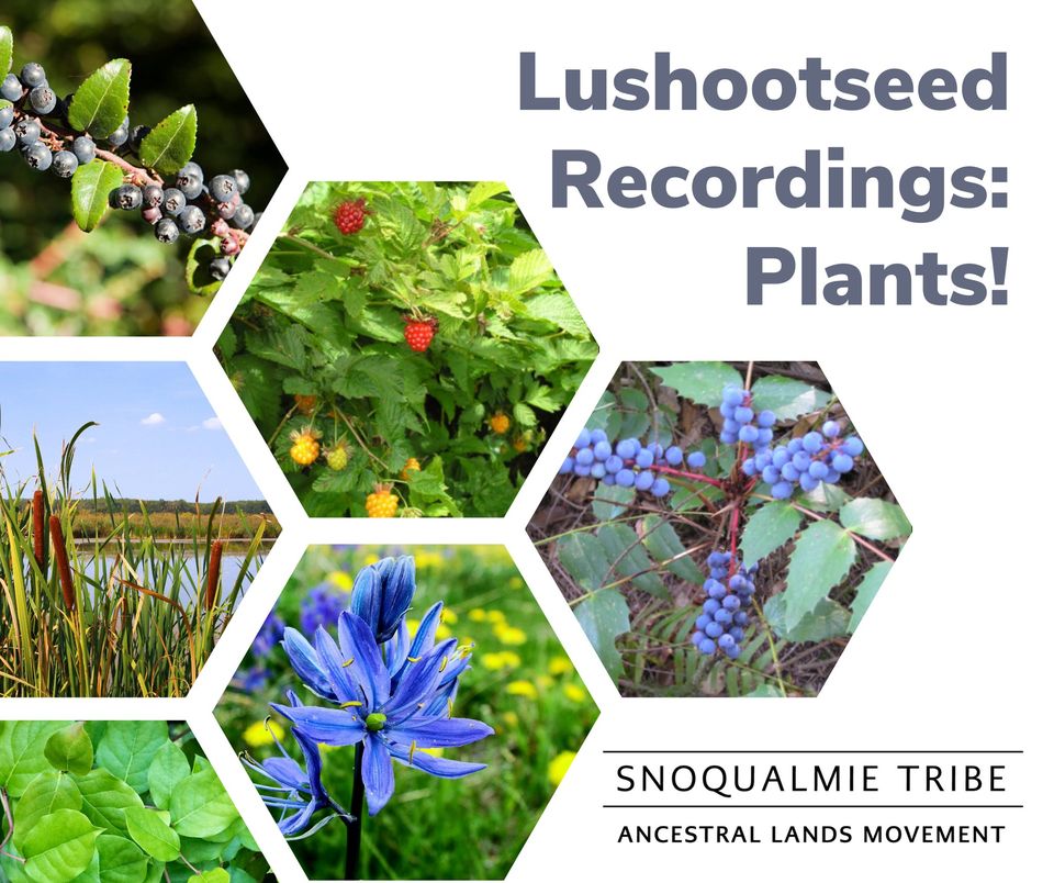 New resources for people on the lands of the Snoqualmie Tribe.
culture.snoqualmietribeweb.us/plant-names-in…