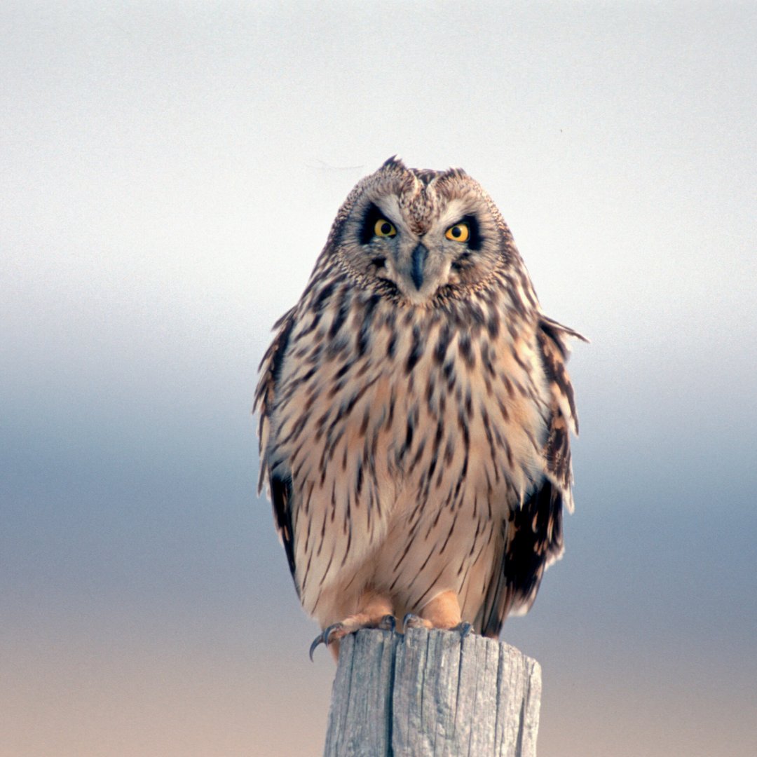 Join MPF technical advisor Jeff Cantrell for a winter raptor field trip to MPF's Denison Prairie this Monday, December 6. 
For more information and details about registering, see: moprairie.org/event/winter-r…