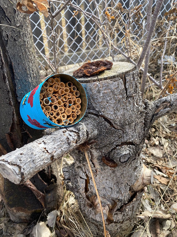 CreatingCovYYC's tweet image. Want to help the pollinators in your own backyard? You can build your own bee hotel! 🐝 calgary.ca/csps/athome/cr…
#CommunityByCommunity
