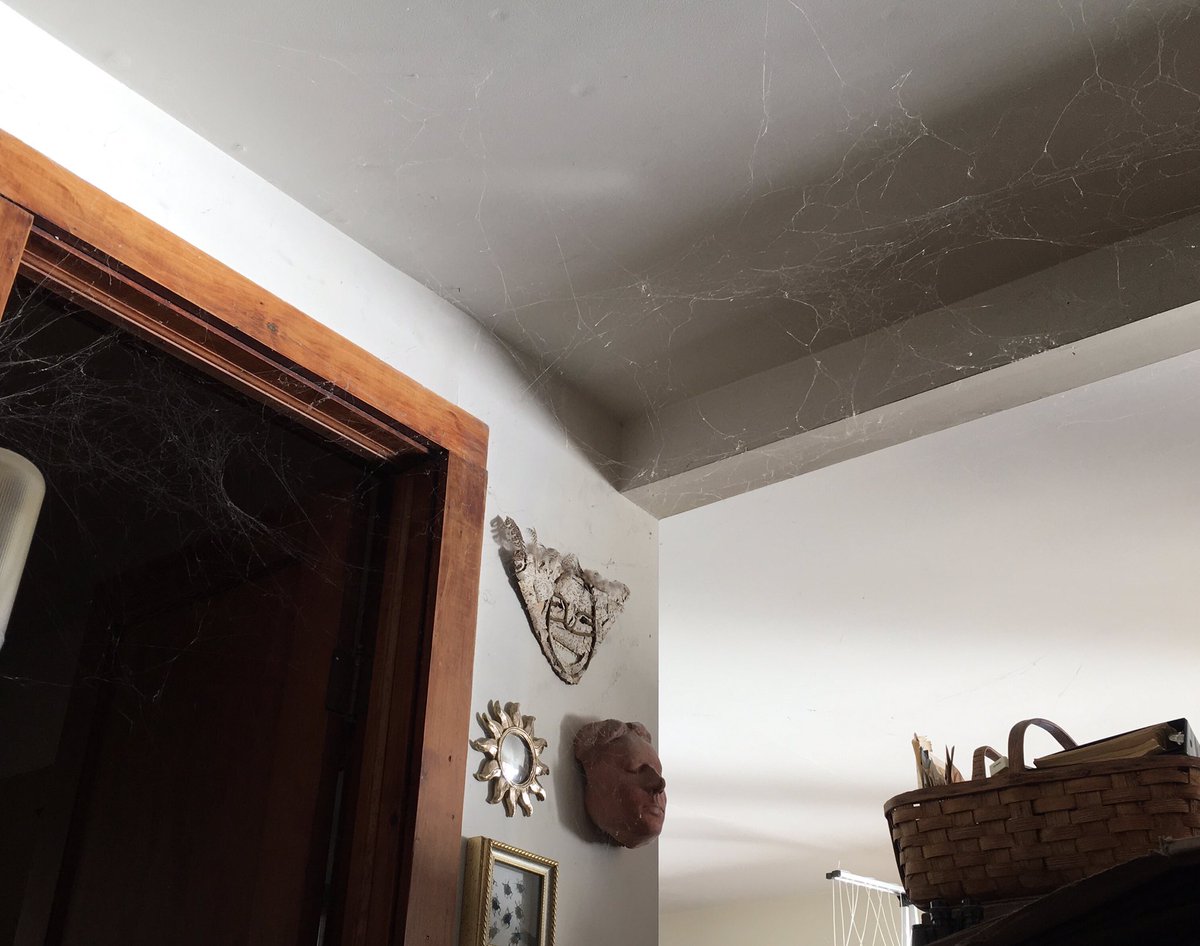 queeche3's tweet photo. I have such a hard time making myself sweep away a handsome stretch of cobwebs.
The ones in the doorway are great, they extend about 14” into the bedroom.
It always distresses me when people stringing fake cobwebs leave them thick and clumpy. https://t.co/nvxtGe2aTQ