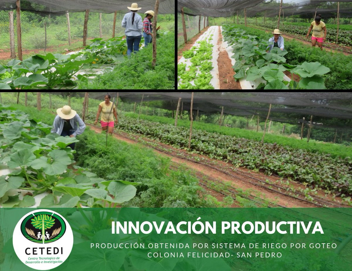 CetediRse's tweet photo. Gracias a la implementación de un sistema de riego por goteo y la asistencia continua de los técnicos de CETEDI logra producir de manera continua distintas  variedades de hortalizas que comercializa en su comunidad, generando un ingreso económico importante.

#ODS #paraguay #RSE https://t.co/4Ez5iBoTnj