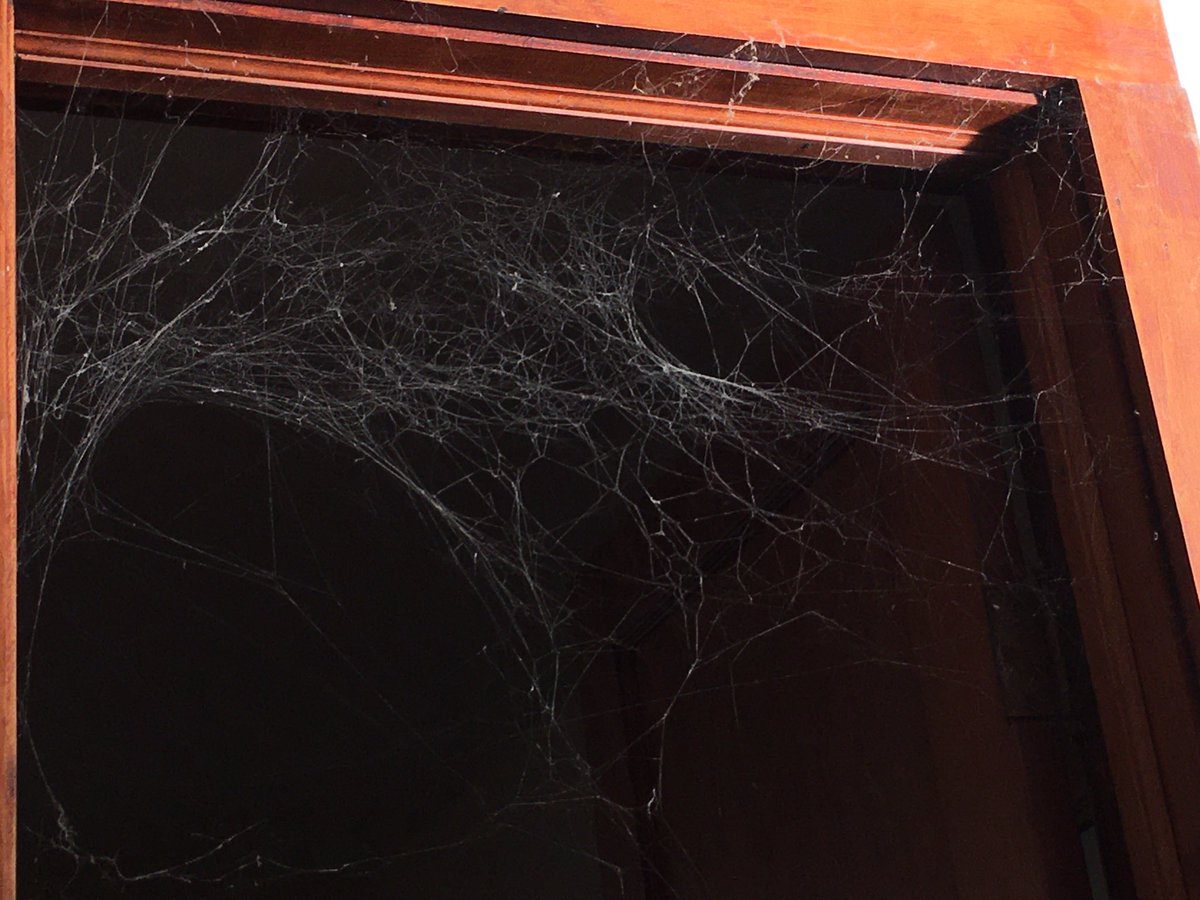 queeche3's tweet photo. The sun’s hitting the webs as it reaches in through the windows. Still can’t get the depth, though. https://t.co/fleYki80E6