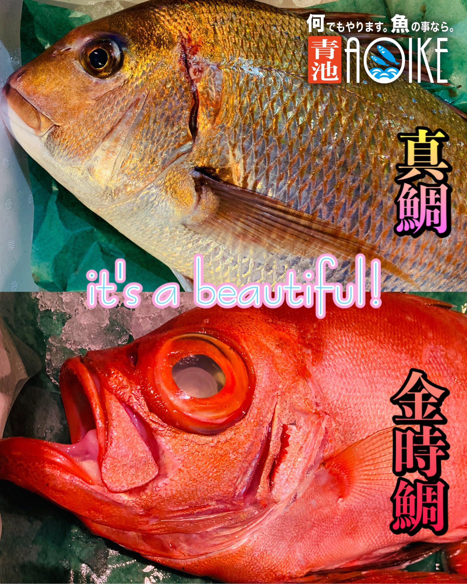 Aoike 青池水産株式会社 美人なお魚 真鯛 マダイ 金時鯛 キントキダイ 超綺麗な鯛 種類も豊富な鯛は色も鮮やかですね タンパクなお味のものから 脂ののったモノまで幅広い 聞かれてもいないけど言いますが美人より可愛いタイプの方が好きです Aoike 青池水産株式会社 美人なお魚 真鯛 マダイ 金時鯛 キントキダイ 超綺麗な鯛 種類も豊富な鯛は色も鮮やかですね タンパクなお味のものから 脂ののったモノまで幅広い 聞かれてもいないけど言いますが美人より可愛いタイプの方が好きです