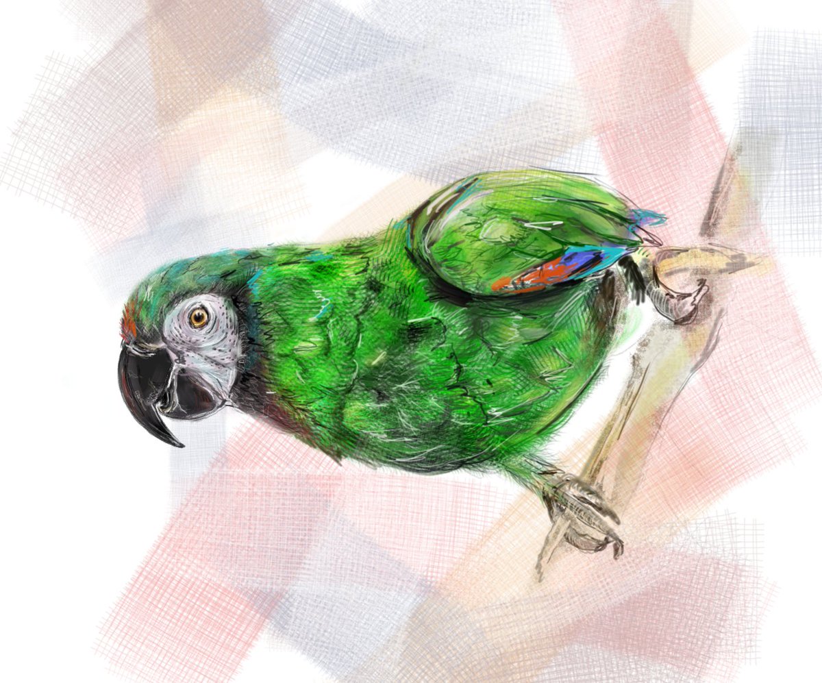 This little fella just minted on rarible $0.02 ETH
He could do with a name, any suggestions?!
#birtart #nftbird #womeninnfts #wildlifeart #parrot #greenparrot #wildlifenfts
