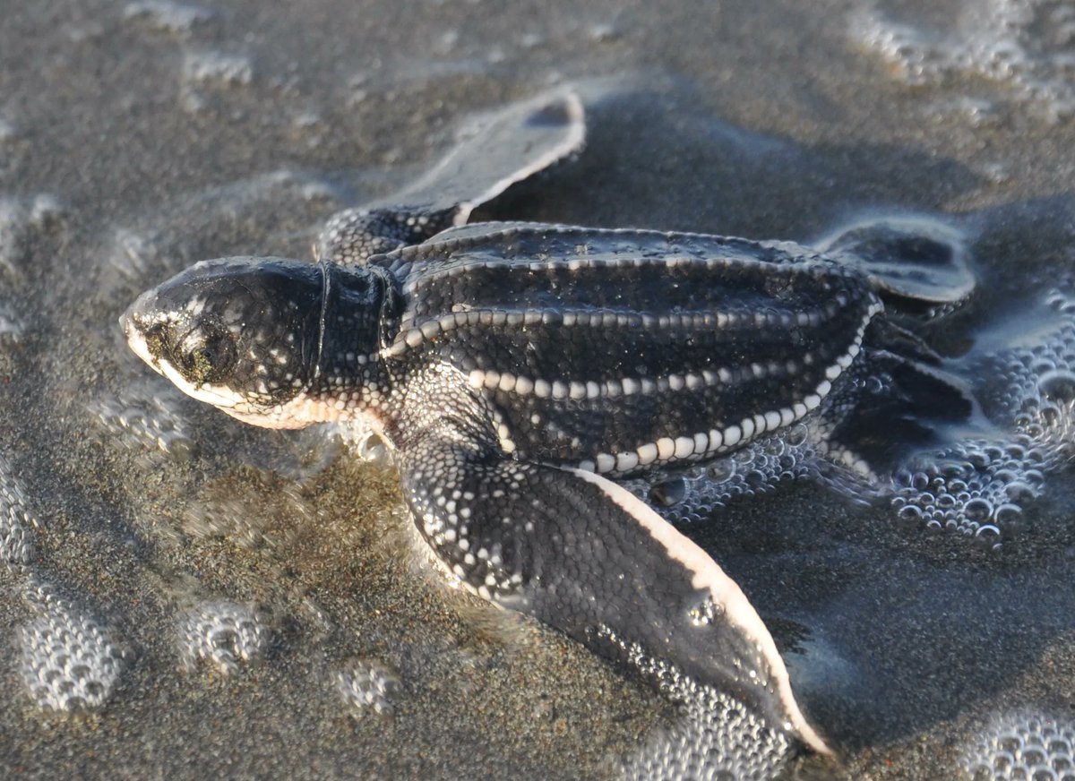seaturtleweek's tweet photo. Turtle Fact: Turtle hatchings don’t have sex chromosomes; their sex is determined by nest temperature. Warmer sand means more females. https://t.co/MheR1UPXeM https://t.co/ndkfutwX35