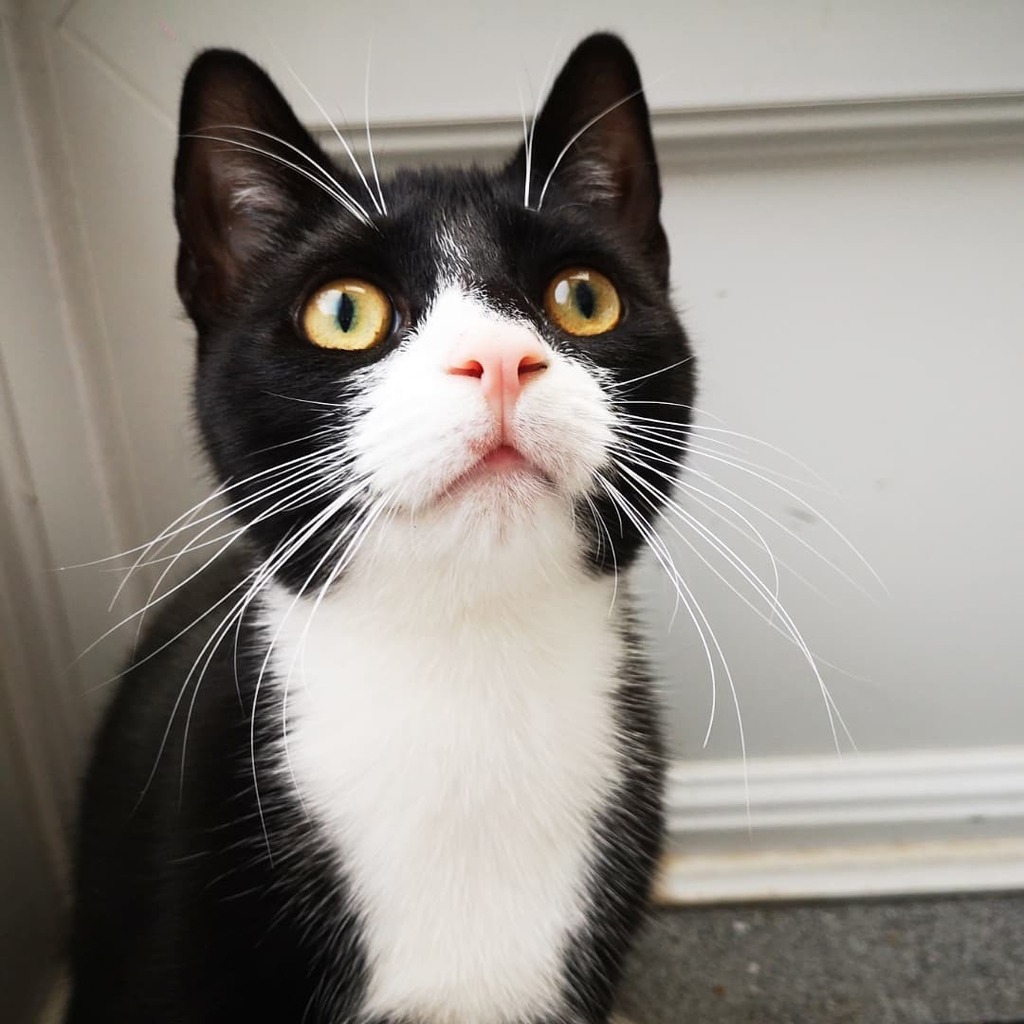 pennydampier's tweet photo. Kittens!! This first pic was actually taken by my daughter... Nice one Alice! We just can't stop taking photos of them.. Have also started a couple of rough sketches of them too.. Still cute as ever 🐈🐈
#E17 #photography #eastlondonphotographer #photooftheday #kittensofinsta… https://t.co/U2MSs2TNzG