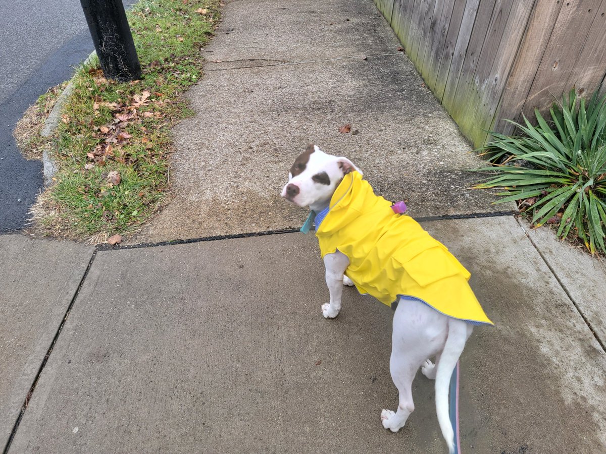 PuckDowd's tweet photo. 🎶I'm borking in the rain,just borking in the rain, what a wonderful feeling, my tail is wagging again🎶
Justkiddingitnevereverstopsletsgoletsgoletsgo
#puptails https://t.co/F0wYdDBtKL