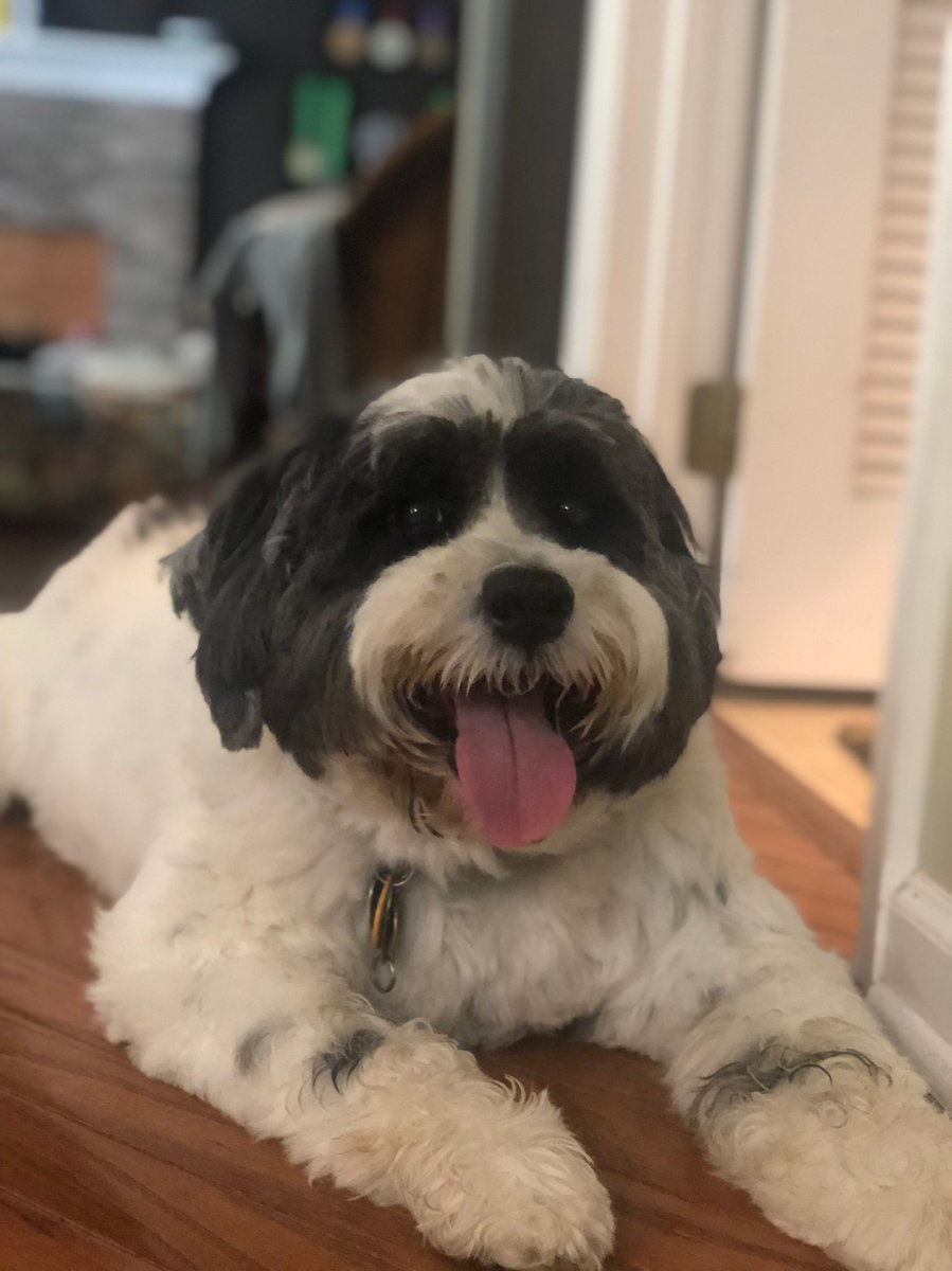 glyons447's tweet photo. #cashappinwild $gabelyons37 little Toby is the best https://t.co/67ZyY0EUtH