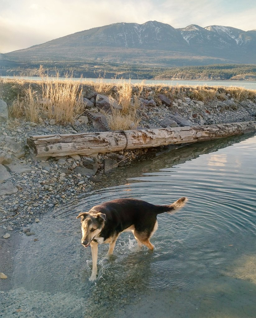 MaggieMayRose1's tweet photo. Pals, dis is part 2 fwom my abwenchur yesserday (see pwevius post for part 1) 😍
After da fowest we's went to da lake an I's went for a splishy splashy in da waters! 😂
Happy FriYay! 💗🐾
#YesIDid #VeryRefreshing
#dogsoftwitter #dogs #waterdog #snowdog #ILoveColdWeather https://t.co/cNYnA3IaWZ