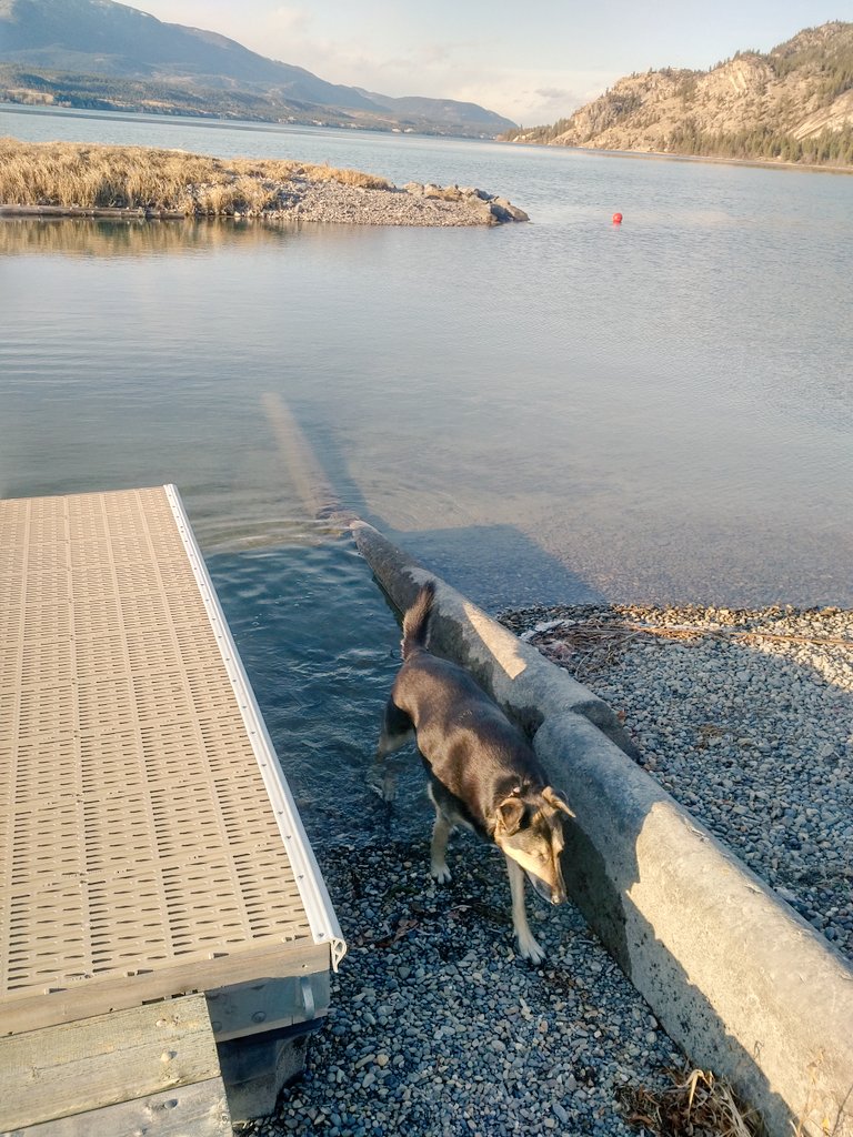 MaggieMayRose1's tweet photo. Pals, dis is part 2 fwom my abwenchur yesserday (see pwevius post for part 1) 😍
After da fowest we's went to da lake an I's went for a splishy splashy in da waters! 😂
Happy FriYay! 💗🐾
#YesIDid #VeryRefreshing
#dogsoftwitter #dogs #waterdog #snowdog #ILoveColdWeather https://t.co/cNYnA3IaWZ