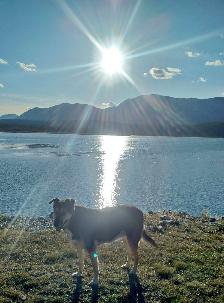 MaggieMayRose1's tweet photo. Pals, dis is part 2 fwom my abwenchur yesserday (see pwevius post for part 1) 😍
After da fowest we's went to da lake an I's went for a splishy splashy in da waters! 😂
Happy FriYay! 💗🐾
#YesIDid #VeryRefreshing
#dogsoftwitter #dogs #waterdog #snowdog #ILoveColdWeather https://t.co/cNYnA3IaWZ