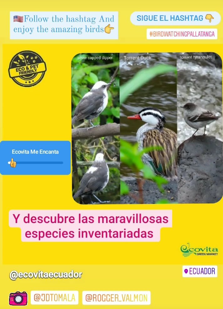 ECOVITAGROUP's tweet photo. Sigue el hashtag #birdwatchingpallatanga en https://t.co/r5ZxG7plmB y  descubre las maravillosas aves inventariadas
#allyouneedisecuador #travel #ecotravel #travelecuador https://t.co/IhtN3lpQ9z