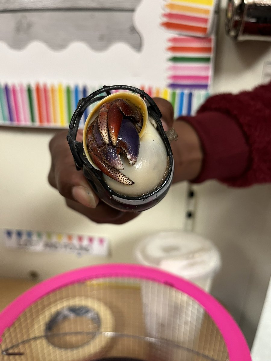 MsSanchezSCES's tweet photo. Look who came back to show us her pet hermit crabs! Our Reading Specialist really is building relationships with all our students! 🥰 https://t.co/4CO5cEnAS7