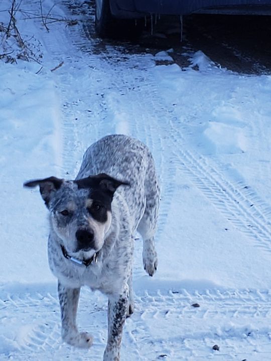 PetRecoveryYYC's tweet photo. SIGHTING cold white w/ black ticked cattle dog type dog in #macewan area DO NOT CHASE - CALL 311 IF SEEN. Pls rt watch share help to find dog and family! https://t.co/EJYPtlQ7Nv https://t.co/FGSiVpGYiT