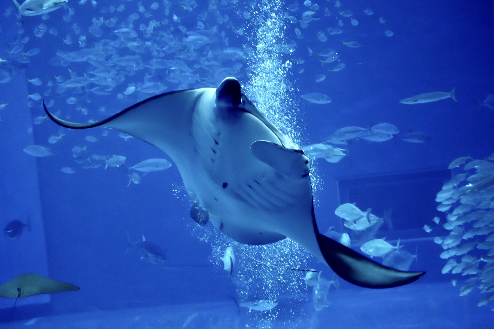 تويتر 遠町浮春 على تويتر 軟骨魚類の真髄 オニイトマキエイの方が見た目はかっこいいけど面白い動きをしてくれるのはナンヨウマンタ 見てて飽きない ナンヨウマンタ 沖縄美ら海水族館 T Co 87pb7llsi2