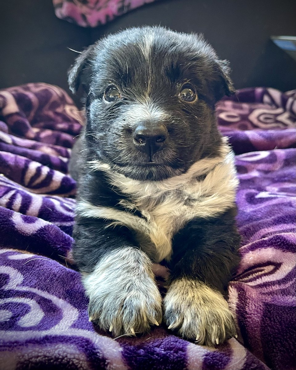 bestfriends's tweet photo. 28 days old to 4 months old, and little Pickles is still just as cute as can be. 🥰 ^AT https://t.co/8k6ri38Xpx