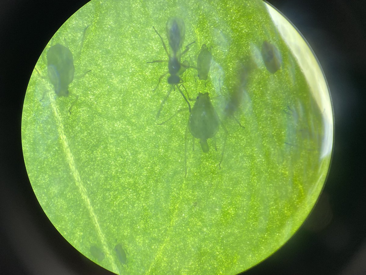 CowleyTomEnto's tweet photo. Learning about biological and commercial control of pest invertebrates this week @HarperAdamsUni @ipm_tom @Dr_Joe_Roberts https://t.co/Bq3l88Uc2I