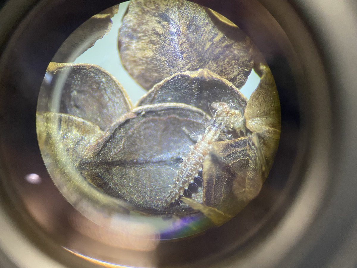 CowleyTomEnto's tweet photo. Learning about biological and commercial control of pest invertebrates this week @HarperAdamsUni @ipm_tom @Dr_Joe_Roberts https://t.co/Bq3l88Uc2I
