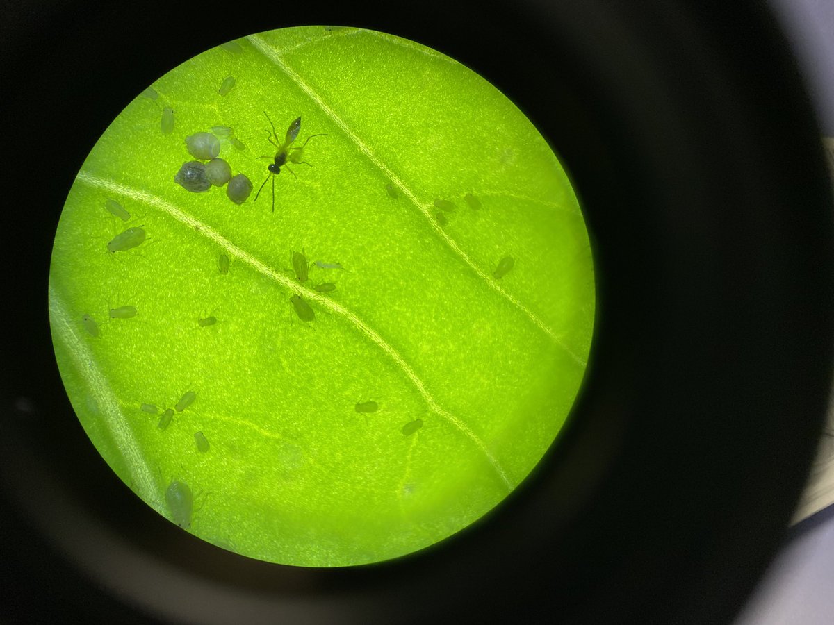 CowleyTomEnto's tweet photo. Learning about biological and commercial control of pest invertebrates this week @HarperAdamsUni @ipm_tom @Dr_Joe_Roberts https://t.co/Bq3l88Uc2I