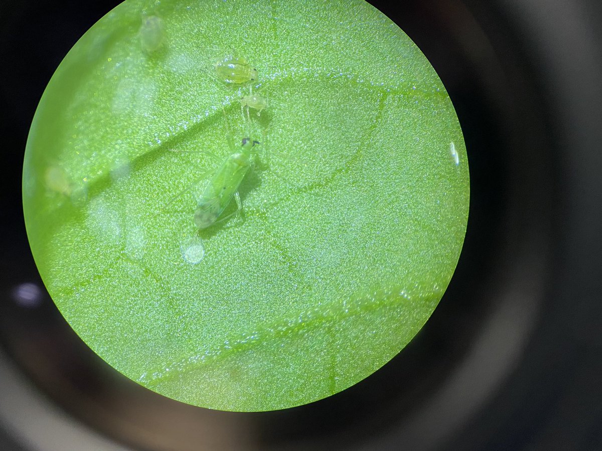 CowleyTomEnto's tweet photo. Learning about biological and commercial control of pest invertebrates this week @HarperAdamsUni @ipm_tom @Dr_Joe_Roberts https://t.co/Bq3l88Uc2I