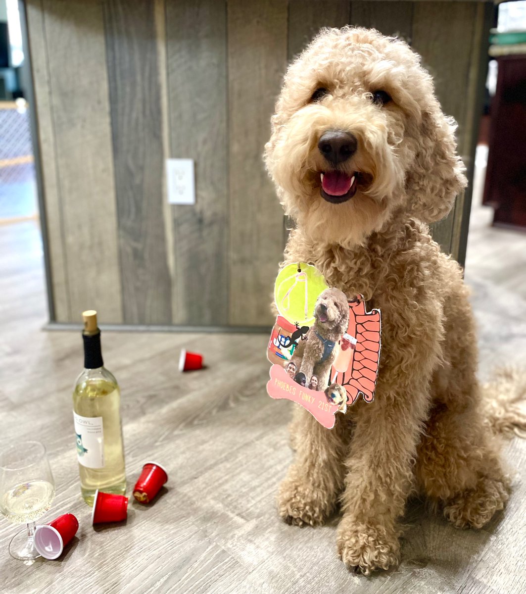 EmileenMarieee's tweet photo. @CashApp My 21yr old (in doggie years of course) 😍😍 $EmileenTorquemada https://t.co/CfacohiWhi